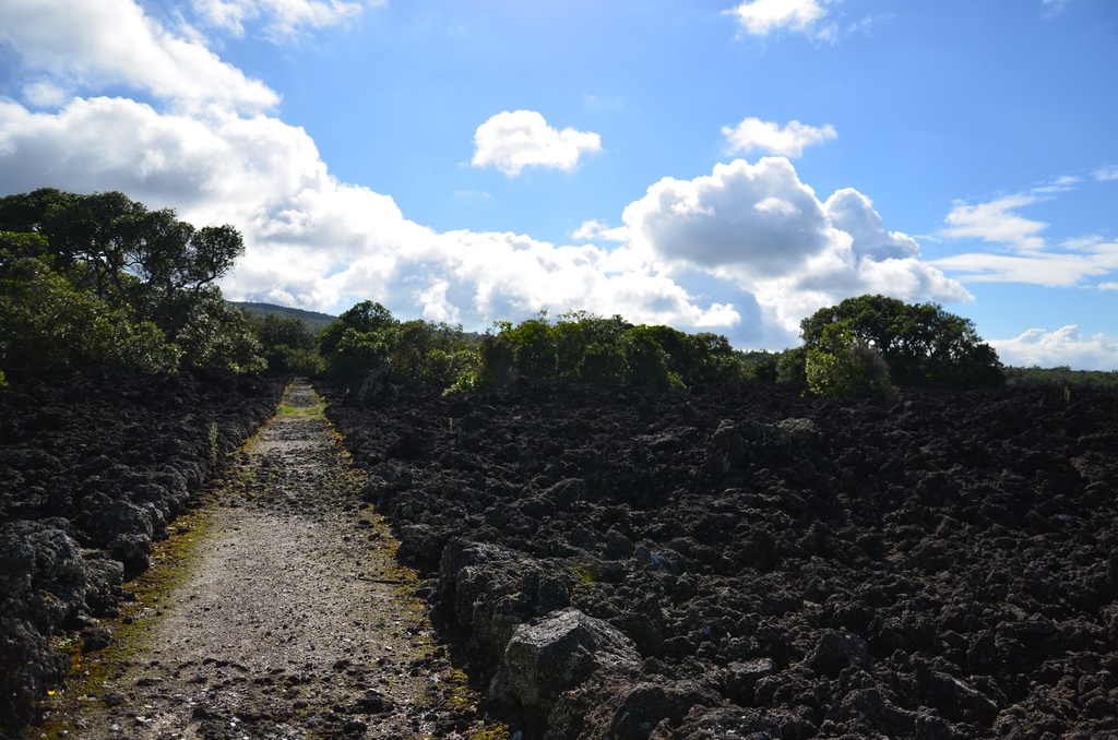 2017-03 New Zealand/Rangitoto/DSC_0121.JPG
